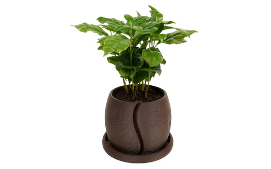 COFESIA Coffee Bean Planter
