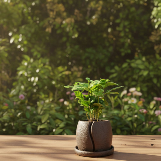 COFESIA Coffee Bean Planter