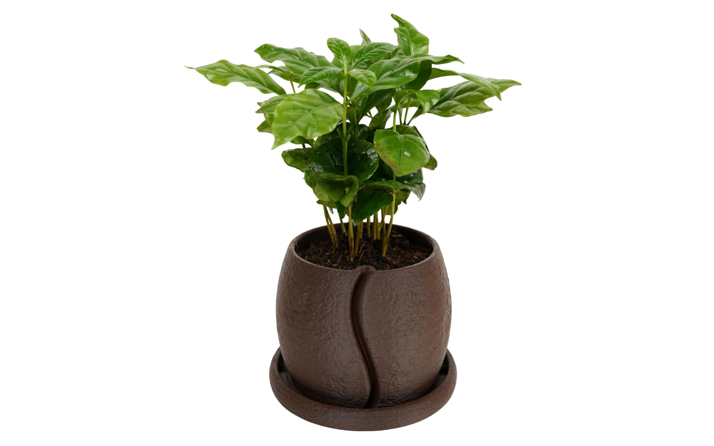 COFESIA Coffee Bean Planter