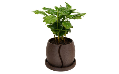COFESIA Coffee Bean Planter