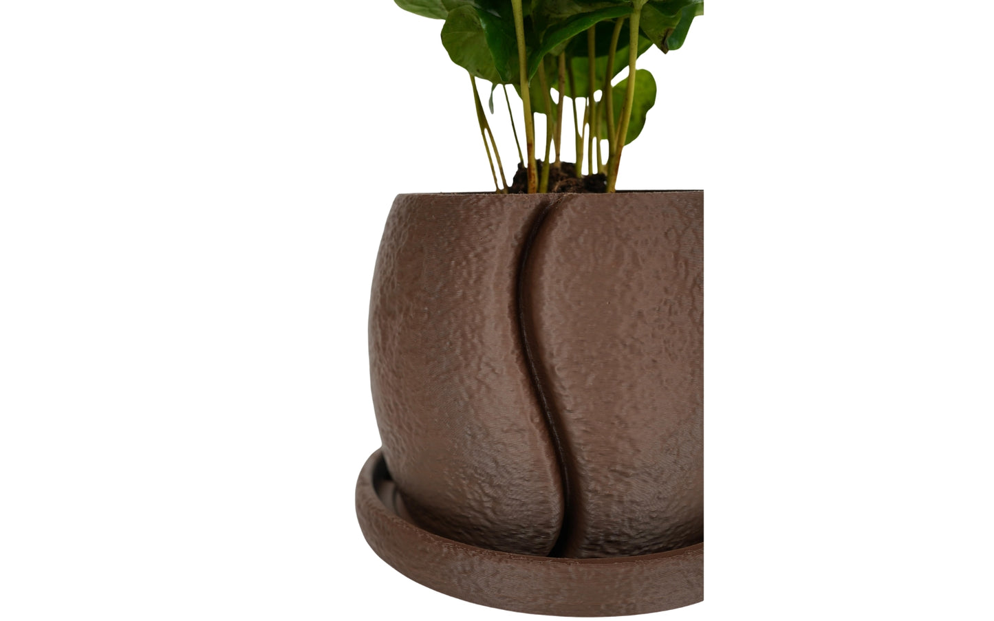 COFESIA Coffee Bean Planter